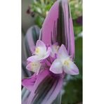 ATABEY ÇİÇEK Pembe Telgraf Çiçeği Fidanı 10-20 cm