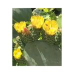 ATABEY ÇİÇEK Sarı çiçek açan opuntia kaktüs