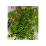 ATABEY ÇİÇEK Sarı Sedum Lineare Tuhumb Sukulent