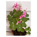 ATABEY ÇİÇEK Süs Yoncası Pembe Renk Oxalis Triangularis