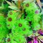 Atakan Petshop 949148 Myriophyllum Proserpinacoides Saksı Canlı Bitki