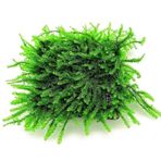 Atakan Petshop Pilo Moss 5 x 5 Yeni Sarım Canlı Bitki