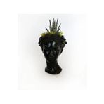 Atena Serisi Haworthia