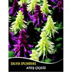 Ateş Çiçeği Tohumu - SALVIA SPLENDENS (~ Takribi 50 Tohum)