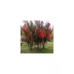 Ateş Dikeni Fidanı 30 -60 Cm
