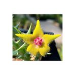 ATLANTE CACTUS Orbea “Araysiana Hybrid” özel tür leş kaktüs