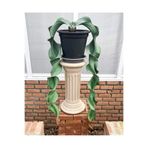 ATLANTE CACTUS Welwitschia Mirabilis “Yaşayan Fosil” tohumu - 2 ad