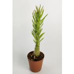 Austrocylindropuntia Subulata Nadide Kaktüs Özel Tür Kaktüs Nadir Kaktüs 5.5 cm Saksıda