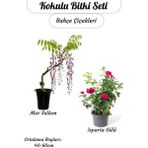 Avantajlı 2'li Bahçe Çiçeği Kokulu Mor Salkım + Reçellik Isparta Gülü Saksılı