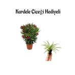 Avantajlı Kırmızı Renk Bodur Zakkum Fidanı Sevgilier Gününe Özel Kurdele Çiçeği