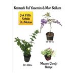 Avantajlı Kokulu Katmerli Ful Yasemin Çiçeği+Mor Salkım -Mezem Çiçeği Hediyeli