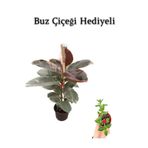 Avantajlı Pembe Renk Alacalı Kauçuk Bitkisi (50 60 Cm) Sevgililer Gününe Özel Buz Çiçeği