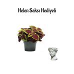 Avantajlı Renkli Yapraklı Yaprak Güzeli Çiçeği Sevgililer Gününe Özel Helen Saksı