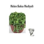 Avantajlı Sevgililer Gününe Özel Tespih-Boncuk Çiçeği Bitkisi Helen Saksı