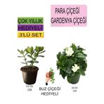 Avantajlı Ürünler 3'lü Set Para Çiçeği Gardenya Çiçeği Buz Çiçeği