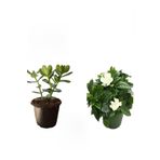 Avantajlı Ürünler 3'lü Set Para Çiçeği Gardenya Çiçeği Tül Çiçeği