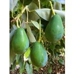 Avokado Fidanı Clifton, 50-60 Cm, Tüplü