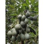 Avokado Fidanı Hass, 50-60 Cm, Tüplü