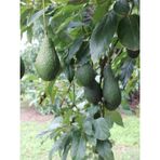 Avokado Fidanı Pinkerton, 50-60 Cm, Tüplü
