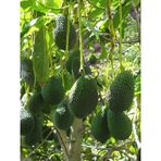 Avokado Fidanı Zutano, 50-60 Cm, Tüplü