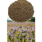 Avrasya Arıcılık Arı Otu Tohumu Faselya 1 Kg