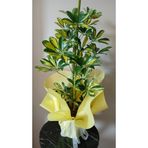avşar çiçekçilik Şeflera Salon Çiçeği ( Schefflera ) Sarı Yeşil Alacalı 65-70 Cm