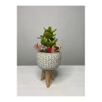 Ayaklı Saksıda Crassula Tasarım - Para Çiçeği