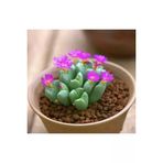 Ayc Botanik 10 Adet Cactus Lithop Succulent Tohumu