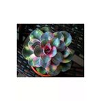 Ayc Botanik 10 Adet Colorful Echeveria Mixed Succulent Tohumu