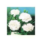 Ayc Botanik 10 Adet Dianthus Garden Grenadines Tohumu