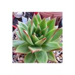 Ayc Botanik 10 Adet Echeveria Agavoides Succulent Tohumu