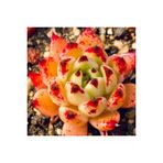 Ayc Botanik 10 Adet Echeveria ‘Halloween’ Succulent Tohumu