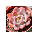 Ayc Botanik 10 Adet Echeveria ‘Hosikage’ Succulent Tohumu