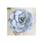 Ayc Botanik 10 Adet Echeveria Laui Snow Lotus Succulent Tohumu
