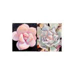 Ayc Botanik 10 Adet Echeveria Laui Succulent Tohumu