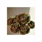 Ayc Botanik 10 Adet Echeveria Longissima Succulent Tohumu