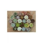 Ayc Botanik 10 Adet Echeveria Mixed Succulent Tohumu