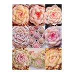 Ayc Botanik 10 Adet Echeveria Monroe Succulent Tohumu