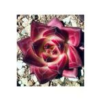 Ayc Botanik 10 Adet Echeveria Rubin Succulent Tohumu