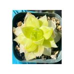Ayc Botanik 10 Adet Haworthia Xantha Gold Aka Succulent Tohumu