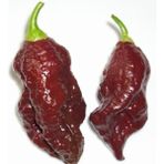 Ayc Botanik 10 Adet Kahverengi Bhut Jolokia Biber Tohumu - 1 Paket