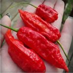 Ayc Botanik 10 Adet Kırmızı Bhut Jolokia Biber Tohumu - 1 Paket