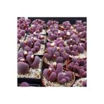 Ayc Botanik 10 Adet Lithops Optica Rubra Succulent Tohumu