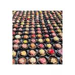 Ayc Botanik 10 Adet Mıx Echeveria Romeo Rubin Succulent Tohumu