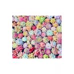 Ayc Botanik 10 Adet Mıx Echeveria Succulent Tohumu