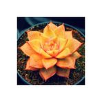Ayc Botanik 10 Adet Orange Echeveria Succulent Tohumu