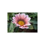 Ayc Botanik 10 Adet Pink White Gazania Tohumu
