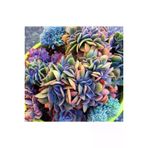 Ayc Botanik 10 Adet Rainbow Echeveria Succulent Tohumu
