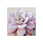 Ayc Botanik 10 Adet Rare Echeveria Laui Pink Succulent Tohumu