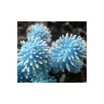 Ayc Botanik 10 Adet Rare Succulent Lithop Tohumu